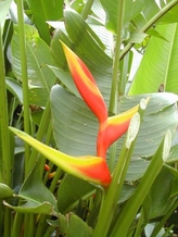 Héliconia bicolore moyen