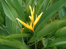 Héliconia jaune carthasia