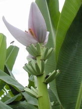 Bananier fleurs
