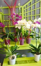 Orchidées pot