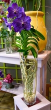 Orchidée Vanda + vase