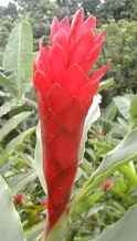Alpinia rouge